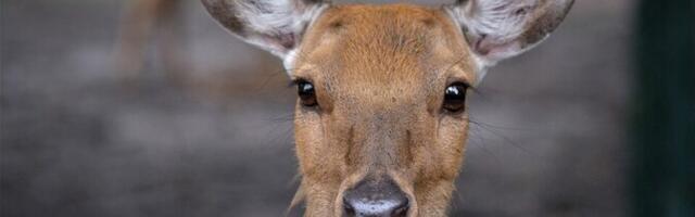 В Ласнамяэ под колеса автомобиля прыгнула косуля