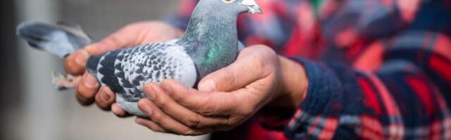 Переквалификация почтовых голубей-атлетов