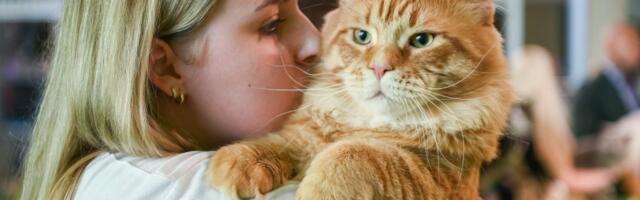 ГАЛЕРЕЯ: самые красивые котики Эстонии собрались в T1, чтобы себя показать и других посмотреть