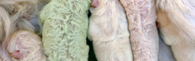 В Италии родился зеленый щенок Фисташка
