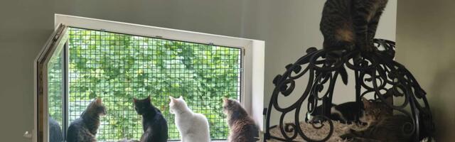 Приют не вернет кошку нарвитянину: «Тот довел ее до ужасного состояния»