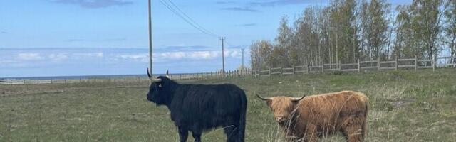 На лугах Пальяссааре вновь будут пастись коровы