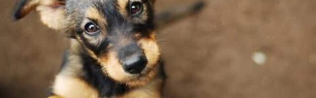 Бдительные пользователи соцсети помогли найти и наказать убийцу щенка