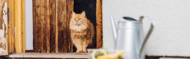 Открыт приём заявок на программу местных инициатив: НКО могут получить до 4000 евро