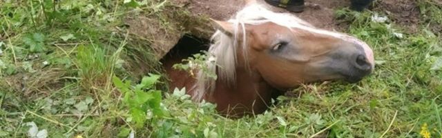 Неподалеку от Даугавпилса спасатели вытащили лошадь из ямы