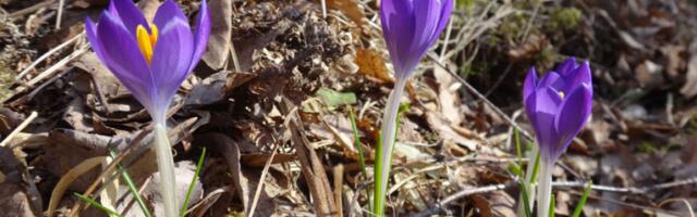 В понедельник воздух прогреется до +15 градусов