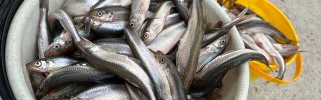 Рыбный союз хочет продлить сезон лова корюшки