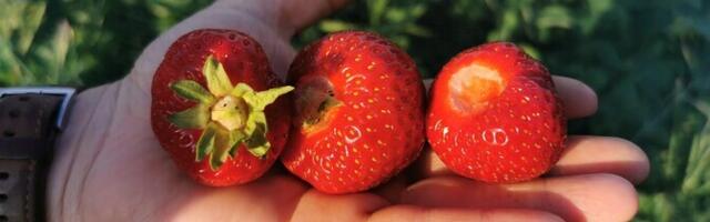 Фермер: свежая эстонская клубника не должна покрываться плесенью к вечеру