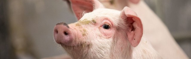 Вспышка АЧС: на ферме в Харьюмаа убито почти 2000 свиней