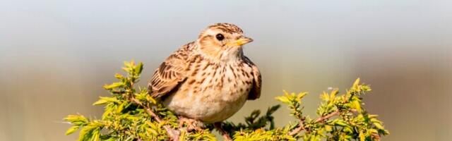 Во вторник возможны кратковременные дожди, +16...+21