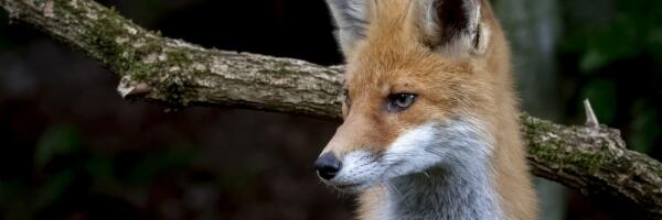 ПВС начала вакцинацию диких животных против бешенства