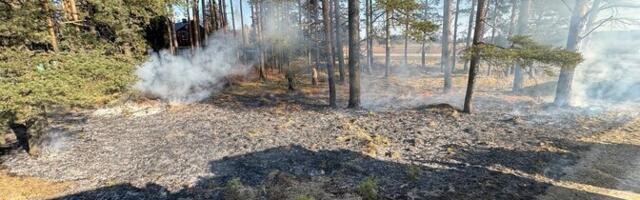 В Ида-Вирумаа продолжаются ландшафтные пожары: в одном из случаев подозревают детей