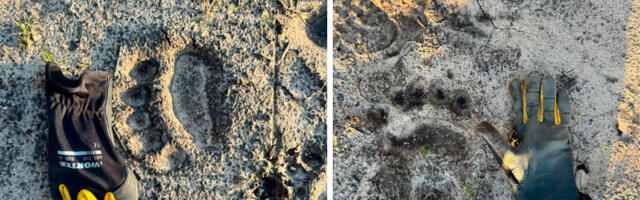 В Нарве заметили следы медведя — горожанин поделился фото в соцсетях