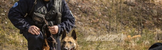 Служебные собаки Департамента полиции и погранохраны помогли найти почти полсотни человек