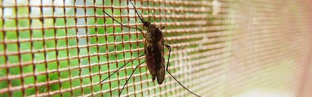 В Исландии впервые обнаружили комаров