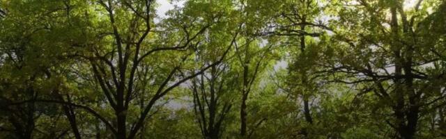 Биологи обнаружили у деревьев сверхспособност