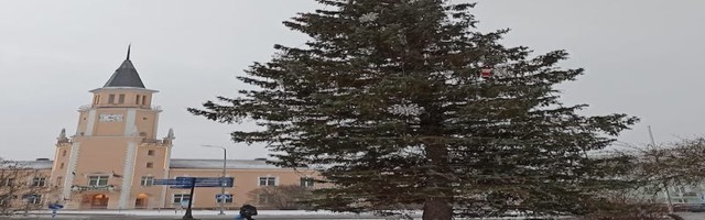 Видать в самом зараженном городе Эстонии, корона настигла и городскую елку😁