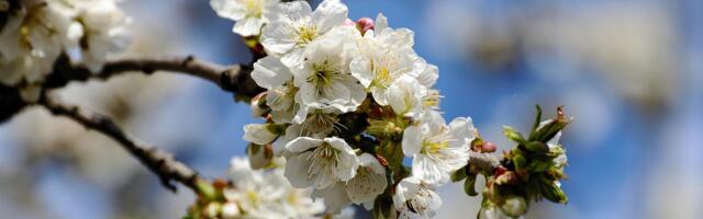 Праздник цветения яблонь в Тяхтвере состоится в это воскресенье!