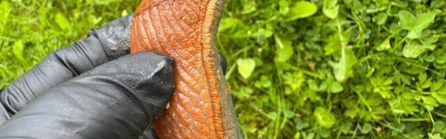 Без соли и ядов: департамент советует, как правильно воевать со слизнями