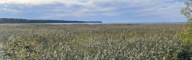 Таллинн начинает работы по восстановлению прибрежных лугов в двух зонах