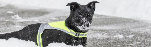 Смертельные опасности весны: погибла собака, провалившись под лед, люди добавили работы спасателям