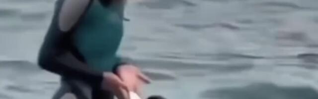 Правдиво ли это видео, запечатлевшее, как косатка убила дрессировщицу?