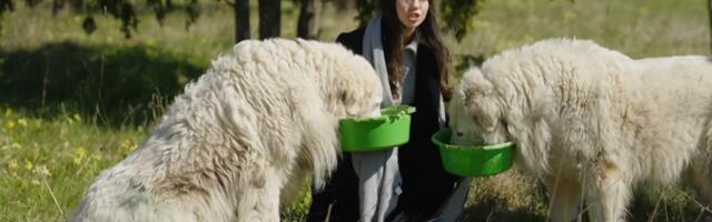 "Эко? Логично": животноводство в Эстонии