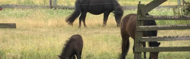 Правительство Латвии объявило чрезвычайную ситуацию в сельском хозяйстве до ноября