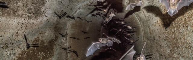 Все известные в Эстонии 12 видов летучих мышей обитают в Таллинне