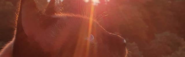 Конкурс "СПАСИБО, ЛЕТО!"  ЗАВЕРШЕН! Познакомьтесь с победителями!