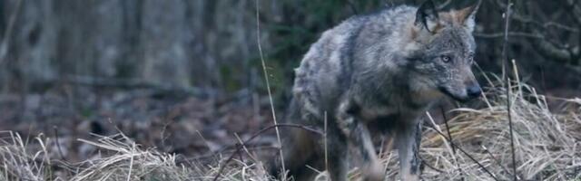 В Рийгикогу хотят позволить использование прицела ночного видения при охоте на опасных животных