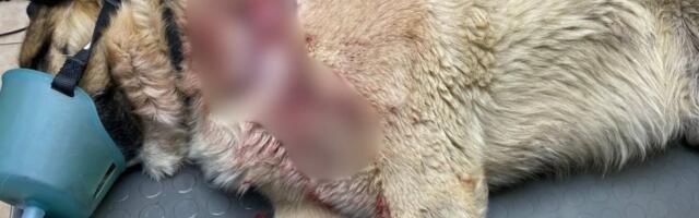 ФОТО | В результате нападений волков одна собака погибла во дворе дома, другая едва спаслась