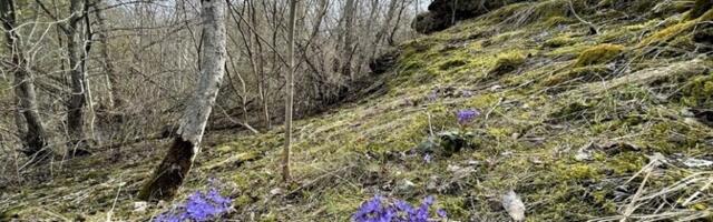 В Астангу планируют создать природоохранную зону площадью 158 гектаров