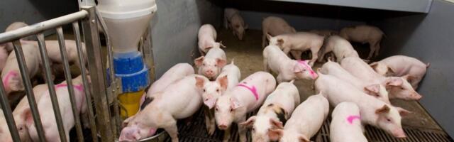 Африканская чума добралась до крупнейшей свинофермы в Эстонии