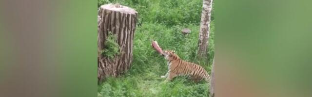 ВИДЕО | Мясо не так-то просто достать! Смотрите, как в Таллиннском зоопарке развлекали тигра