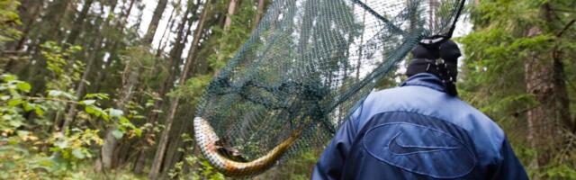 В Тарту обанкротился магазин товаров для рыбалки: «Пытался удержать бизнес на плаву»