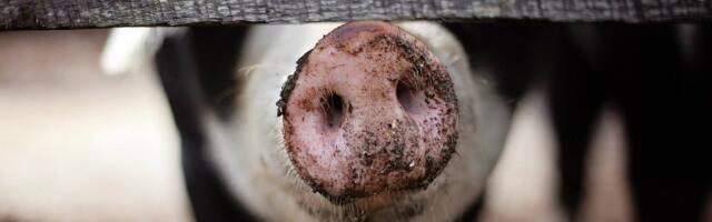 Вирус активно распространяется: на ферме Нурме выявили АЧС у пяти свиней