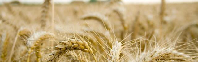 Рапорт: Эстонские фермеры производят больше и зарабатывают меньше