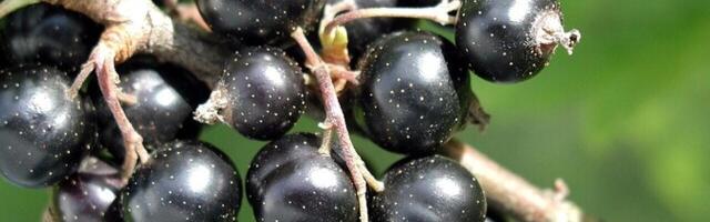 Ученые в Латвии создали съедобную посуду из черной смородины