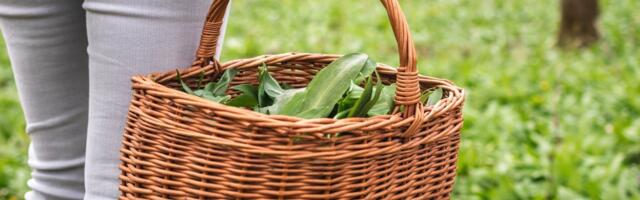 Собираете черемшу? Можете получить штраф в 1200 евро