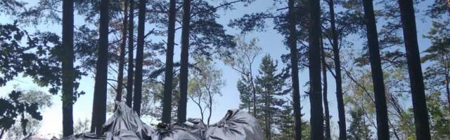 Можно ли вывозить в лес листву и ветки со своего дачного участка и когда проводить весеннюю уборку?