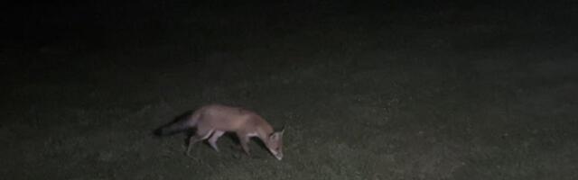 ВИДЕО | Пробравшийся во двор лисенок не испугался даже света фонаря 