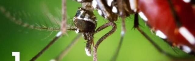 Инвазивные насекомые захватывают Европу