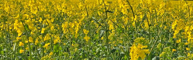 Эстония озабочена планами Евросоюза сократить сельскохозяйственный бюджет