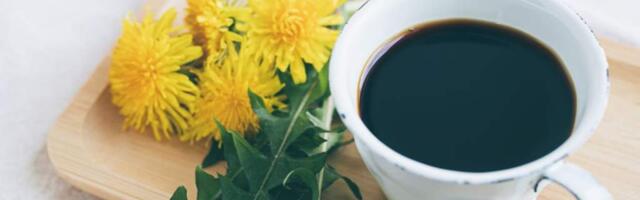 Кофе из одуванчиков: что это, польза и вред для организма, рецепт