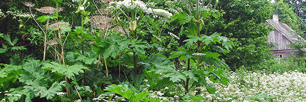 Бороться с борщевиком предстоит самостоятельно