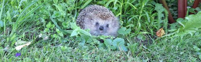 Правда ли, что для оценки количества клещей эпидемиологи используют единицу под названием „еже-час“?