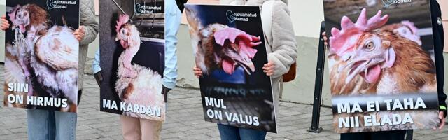 Законопроект о запрете клеточного содержания кур-несушек прошёл первое чтение