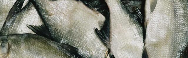 Чёткие правила нéводной ловли помогут сохранить рыбу в Чудском озере