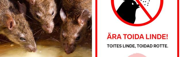 Крысы под контролем: в Ласнамяэ началась весенняя обработка территорий